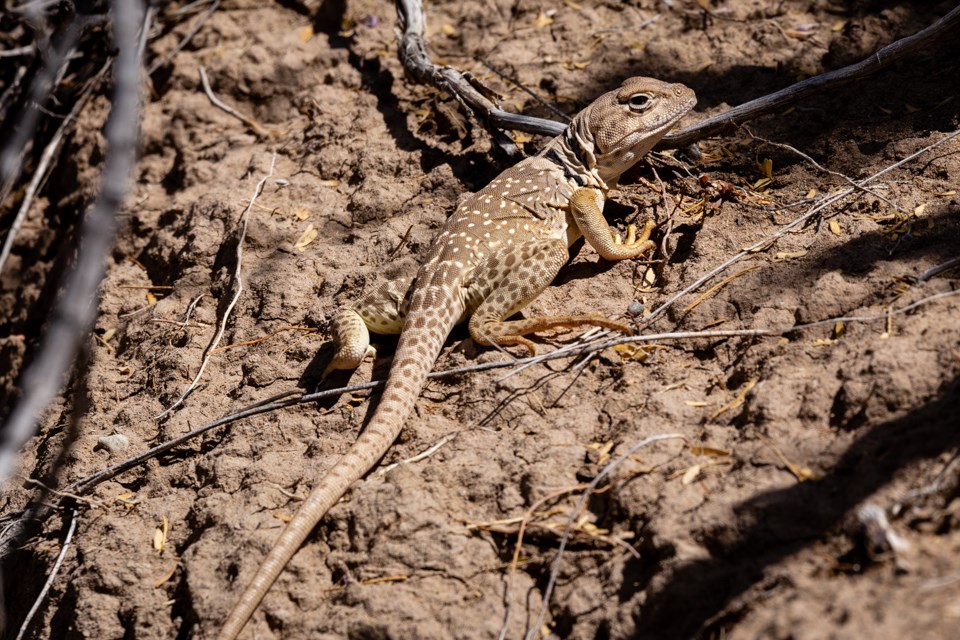 A large brown lizard with a black band around its throat lies on the ground