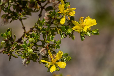 Yellow, five-petaled flowers of a creosote bush.