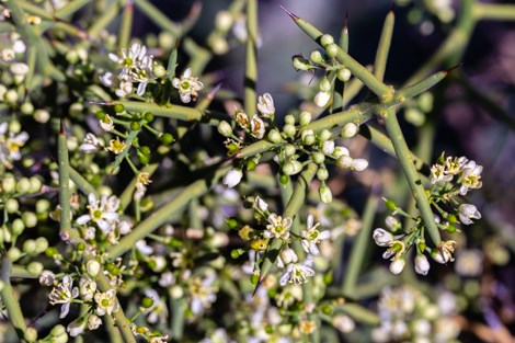 Green, spiny stems of allthorn are tipped with small, white flowers.