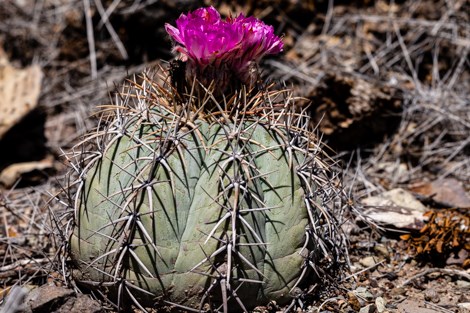 A short barrel cactus with a bright pink blossum.