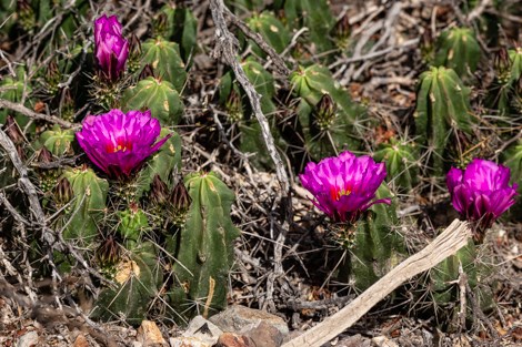 Stems and bright magenta flowers of the strawberry pitaya.