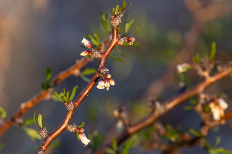 The chocolate brown stems of leatherstem are adorned with small leaves and white flowers.