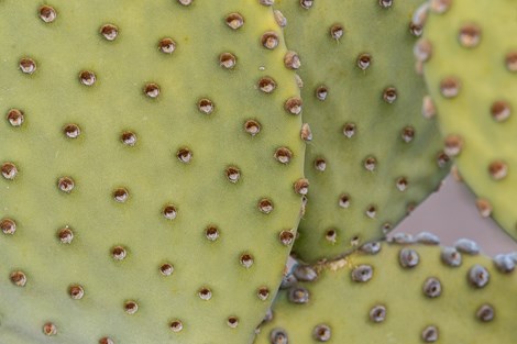 The flat pads of Blind Prickly pear are nearly spineless.