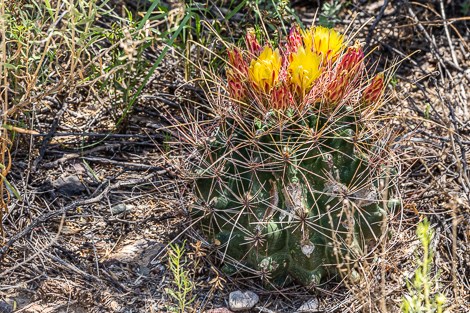 A short barrel cactus with long, hooked spines and yellow flowers.