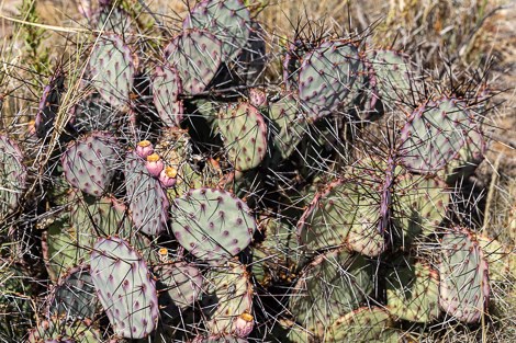 Purple-tinged prickly pear with long, black spines.