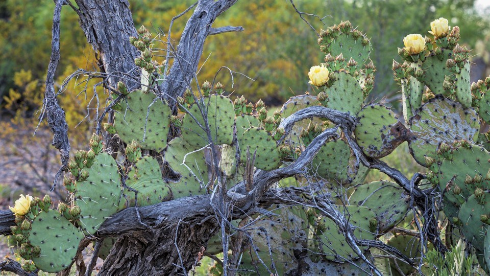 Prickly pear cactus with yellow flower.