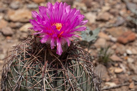 A squat, dome-shaped cactus with heavy spines outlining the ribs, and a large, pink flower.