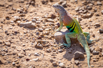 Super-Croc - Big Bend National Park (U.S. National Park Service)