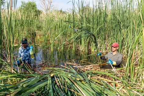 Three people stand in waste-deep water and clear cattails from a gambusia pond.
