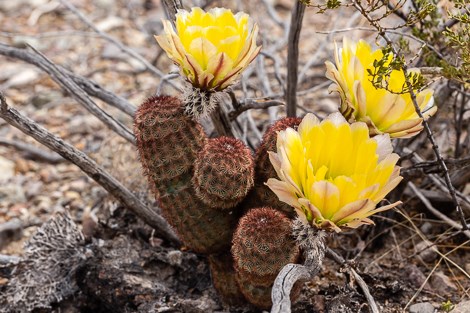 A short, cylindrical cactus with bands of rust-red and pale spines topped with large bowl-shaped flowers.