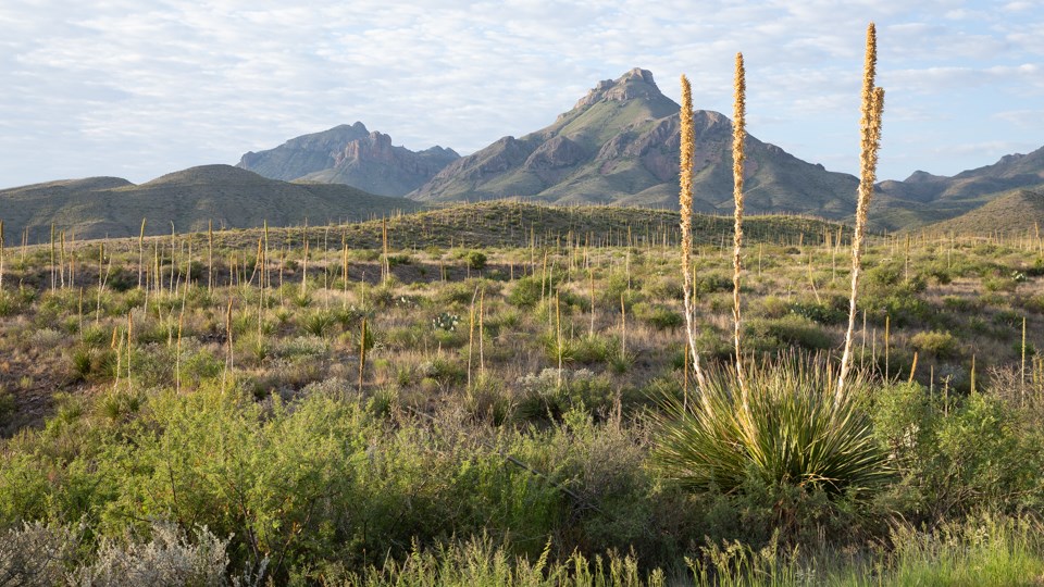 Sotol plants in bloom near Chisos Mountains