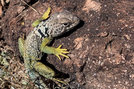 A large lizard with yellow feet and white spots across its body sits clings to the side of a rock