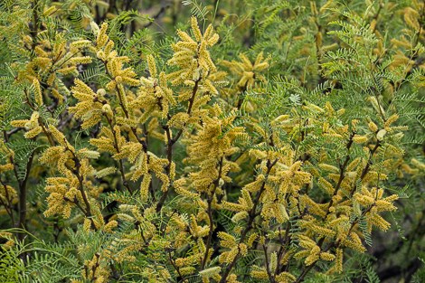 Dense catkins of yellow flowers cover a honey mesquite tree.
