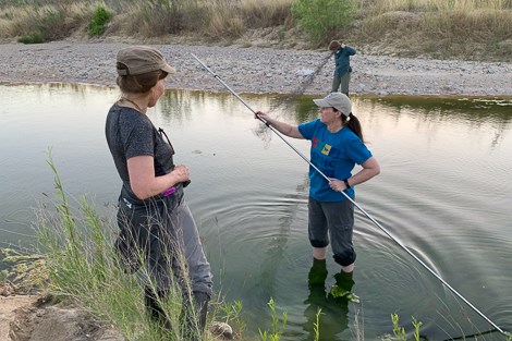Two students watch as Dr. Loren Ammerman sets up a mist net across a creek.
