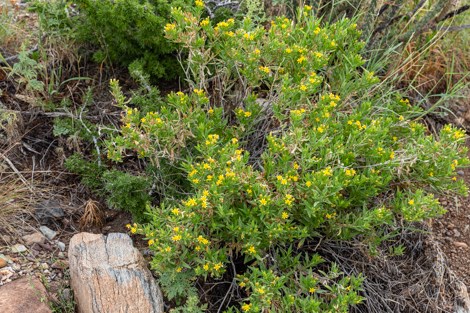 A low, bushy shrub with yellow flowers grows on the edge of the wash.