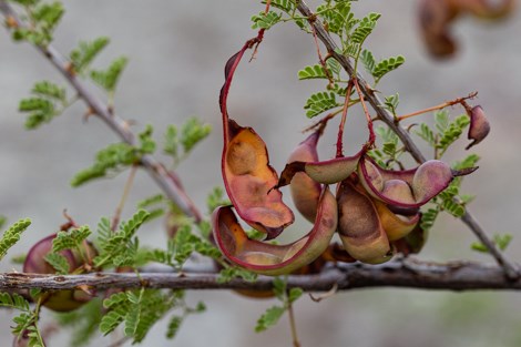 The twisted, reddish-brown seed pods of catclaw acacia dangle from a stem with recurved prickles resembling cat claws.