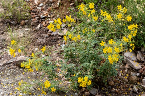 A low-growing shrub with large yellow flowers grows in the wash.