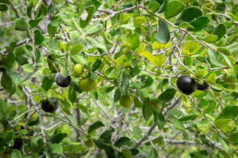 Round, black fruit hangs on a Texas persimmon tree.