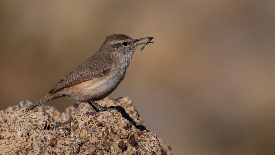 A little brown bird sits on a rock with a stick in its mouth.