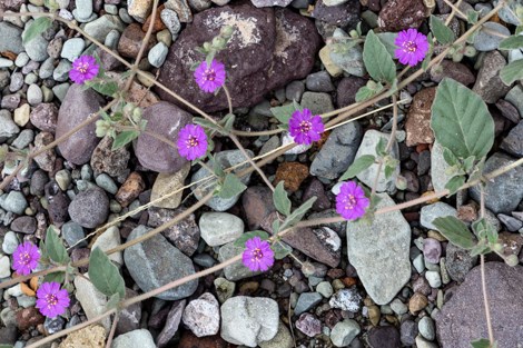 Bright pink flowers on long, thin stems of prostrate four o'clock.