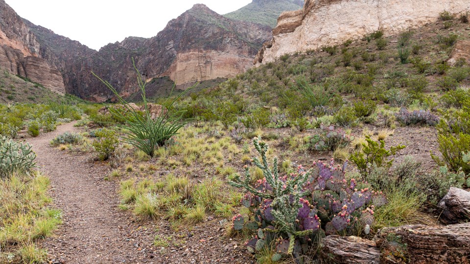 A dirt trail leads into the canyon at Lower Burro Mesa.