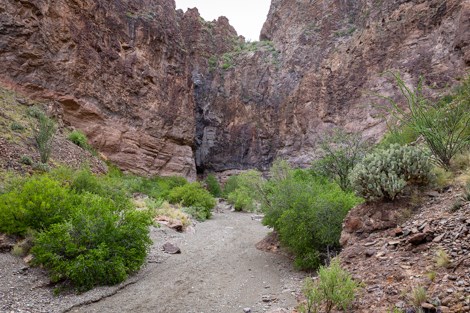 Low shrubs and trees line a dry, desert wash along the Lower Burro Mesa trail.