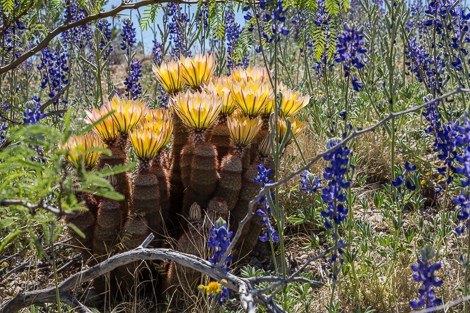 A multi-stemmed rainbow cactus with yellow flowers.