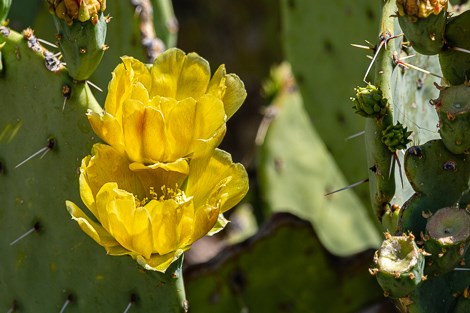 Engelman prickly pear with yellow flowers.