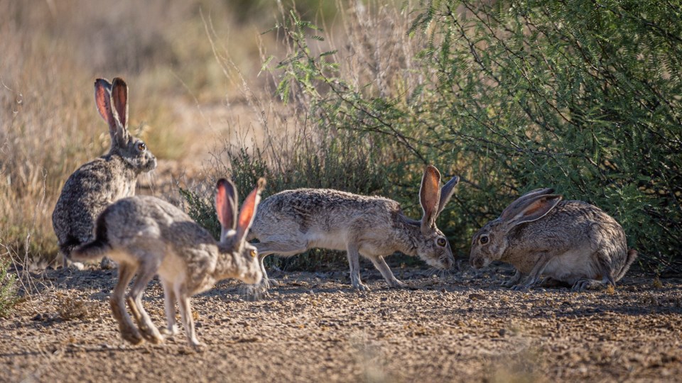 4 jackrabbits gather in a group, some eating vegetation and others looking around.