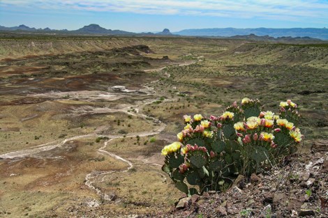 A prickly pear cactus sporting yellow blooms is growing on a high point overlooking a drainage with mountains in the background.