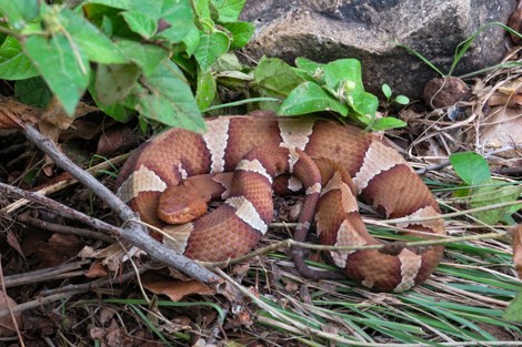 A snake composed of alternating bands of white and rusty red lies comfortably in the grass.