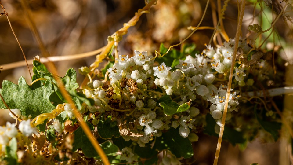 Tiny white flowers of the parasitic dodder cover a bush.