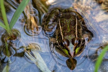 A frog sits in the water.