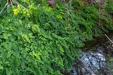Lush green maidenhair fern grow on the rocks above a spring pool.