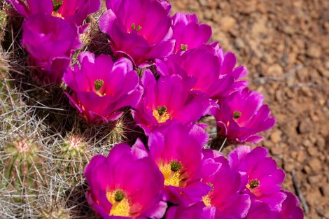 Bright pink flowers of strawberry pitaya.