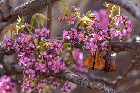 In the early spring, clusters of bright pink flowers cover the branches of Mexican Buckeye.