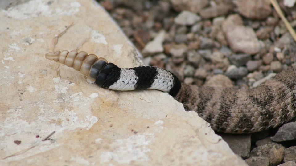 The back half of a snake is visible, with the alternating bands of black and white on the tail, ending in a series of 7 rattles.