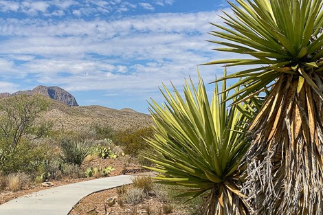 A sidewalk curves through native vegetation at Panther Junction.