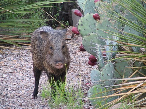 A javelina stands next to a prickly pear cactus filled with ripe fruit.
