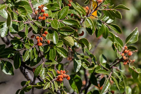 Dark green, glossy leaves and bright red fruit of the evergreen sumac.