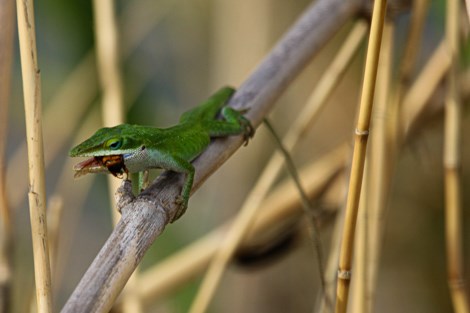A green lizards sits on a cane stalk, chewing on a bug