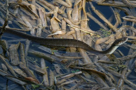 A dark snake with small light-colored bands across the top of the body