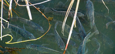 A school of small shiny blue-green fish swim in a pond with reed stalks surrounding them.