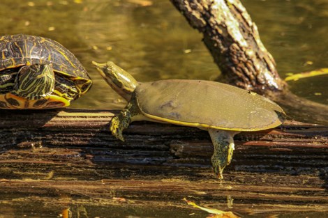 2 turtles share a log, the object of interest has a flat soft "shell" and an elongated head