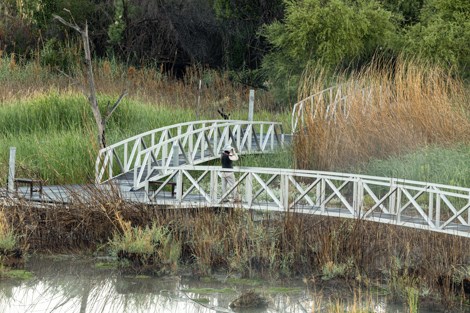 A person stands on a boardwalk overlooking a wetland.