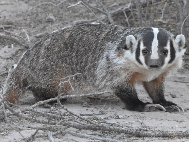 A badger pauses and looks at the camera as it walks across the desert.