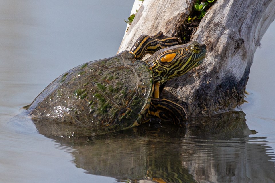 A turtle with yellow and black stripes along its head and legs is clinging to a log, halfway out of the water.