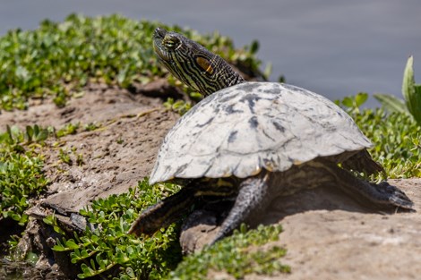 A turtle with a yellow and black striped head with an orange patch behind the eyes faces away from the camera.