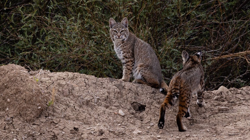 Wildlife - Big Bend National Park (. National Park Service) Wildlife - Big Bend National Park (. National Park Service)