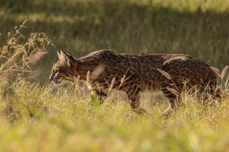 A bobcat slinks through the tall grass